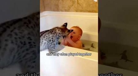 Children that grandma can&#39;t fatten up #lynx #Animal #pets #shortvideo