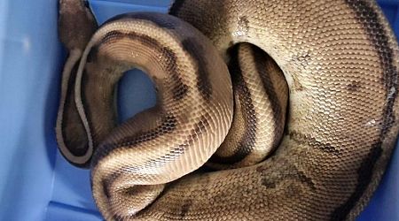 Snake on a plain: Teen boy finds ball python near Spijkenisse hockey fields