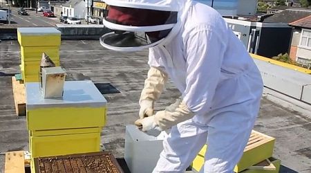 The secret world of Dublin city's rooftop beehives