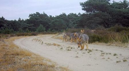 Nine wolf packs currently living in Netherlands; Could increase up to six-fold in future