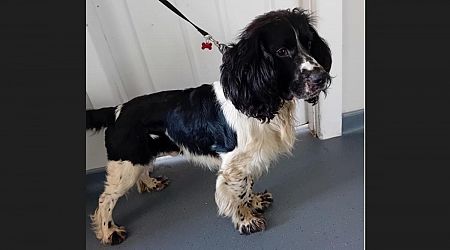 Donegal Dog Pound keen to reunite this lovely springer spaniel with its owner