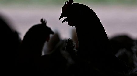 Is bird flu close to causing the next global infectious disease pandemic?