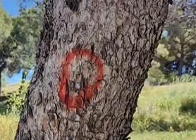 PN local councillor concerned over the appearance of red circles on trees at Jubilee Grove 