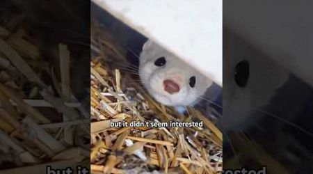 Turns out it&#39;s a spirited little creature. #stoat #animal #adorable #shortvideo