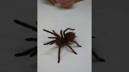 the Urtican hair of this spider #video #shorts #animal