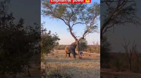 Elephant vs tree #elephant elephant attack on tree #norway #animal #forest #animalvideos