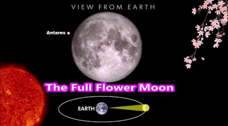 Full Flower Moon Rising - Lunar Occultation Of Antares - Don&#39;t Miss Out The May&#39;s Stunning Full Moon