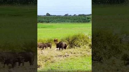 See how a group of buffaloes defeated the lion|| #shorts #facts #animal