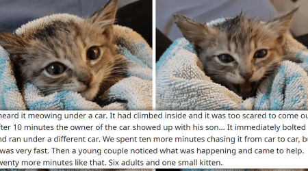 'Six adults and one small kitten': Kitten Cries Out For Help From Under A Car, Leading To A 6-Person, Hour Long Chase That Ends With It Getting Adopted