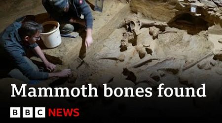 Mammoth bones discovered in wine cellar in Austria | BBC News