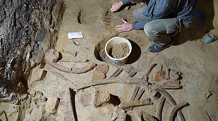 A man found bones in his wine cellar. They were from 40,000-year-old mammoths.