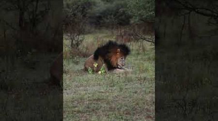 grande rei da selva descansando #animal #animaisselvagens