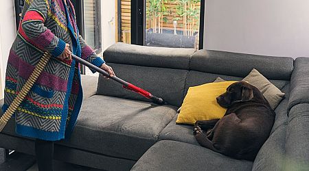 Cleaning products you should avoid using in your home if you have pets