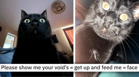 25 Hissterical Examples of Hungry Voids Staring Back, Demanding Snacks, and Purrfecting the Ballad of the Bottomless Pit