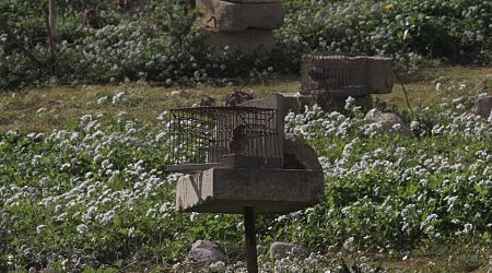 Updated: ECJ AG opinion recommends an end to finch trapping in Malta, government 'disappointed'