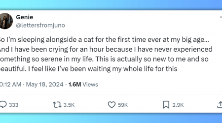 People Share Their Heartwarming Stories Of Experiencing Cats For The First Time And Having It Change Their Lives