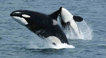 Orcas are attacking ships again: Here's a history of the practice