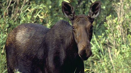 Idaho turkey hunter shoots moose instead. No word on whereabouts of squirrel [Interesting]