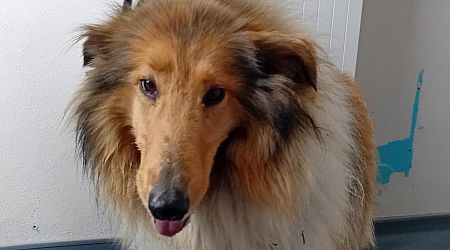 Lost dog - this gorgeous rough collie is in the care of Donegal Dog Shelter