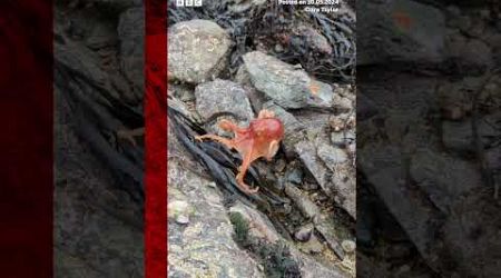 An octopus has been filmed as it changes colour on a beach in Wales. #Octopus #Wales #BBCNews