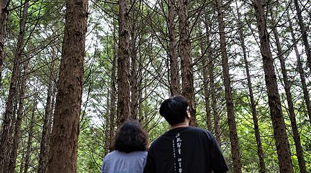 Heal your mind, body in Jeju forest
