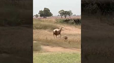 wild animal tried to protect its child but the hyena did not spare it.