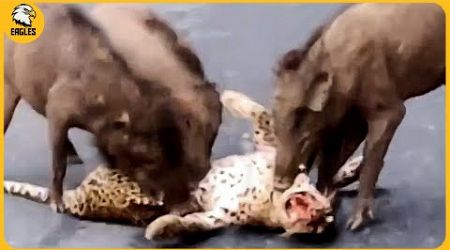 15 Painful Moments! Injured Leopards While Picking The Wrong Prey | Animal Fight