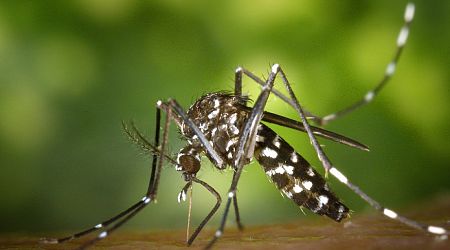 Bulgaria is among the countries with a permanent establishment of the tiger mosquito