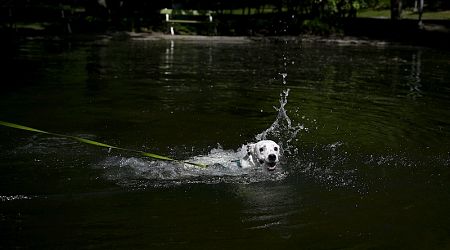 Blue-green algae poses deadly threat to pets
