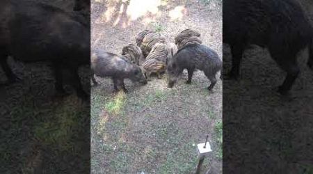 La Familia! #animals #wildlife #nature #pig #hunting #piglets #europe #lithuania #reolink #shorts