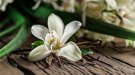 Edmond Albius's method of pollination is now used by all vanilla growers