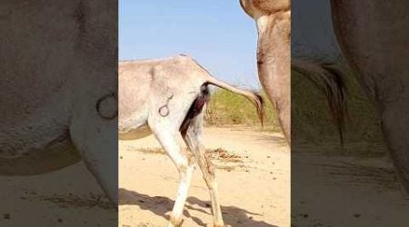 #donkeys big Sade | #shortsfeed #animal #pets