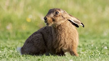 Paphos man fined for keeping hare corpse outside hunting season