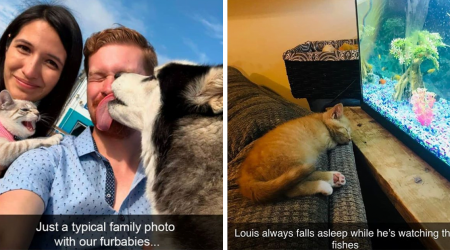 A Brilliant Bowl Of Meowrvelous Memes And Silly Snaps For A Serene Sunday Scroll