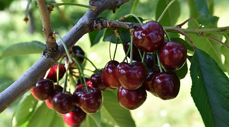 Abundant Cherry Harvest in Burgas, Producers Complain of Low Purchase Prices