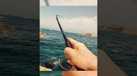 Pescare Pesce SERRA a Malta #pesca #fishing #bluefish