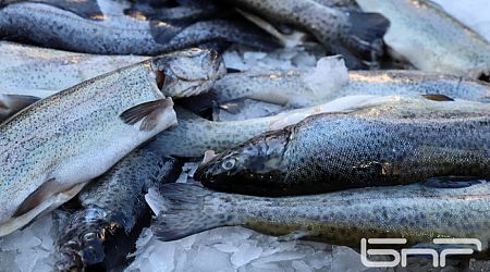 Bulgaria is a sought-after exporter of fish and fish products