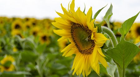 Bulgarian Sunflower Cultivars Grown Massively in Kazakhstan