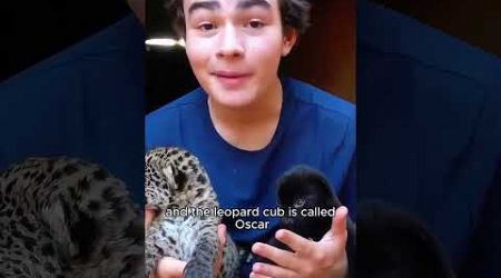 Cute Oscar. #shortvideo #animals #animal #cute #rescue #jaguar #shorts