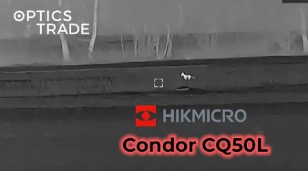 Fox and Rabbits with Hikmicro Condor CQ50L | Optics Trade See Through