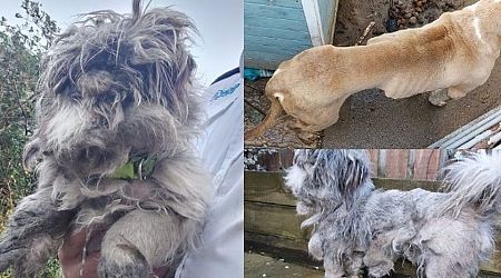 Kildare couple hit with dog ban after investigators couldn't see Shih-Tzu's face and find American Bulldog in 'filthy conditions' 