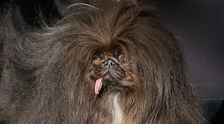 Have You Seen This? World's ugliest dog is a 'Wild Thang'