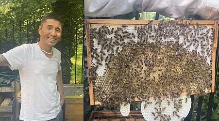 Man finds 25,000 bees a new home in Southwark Park