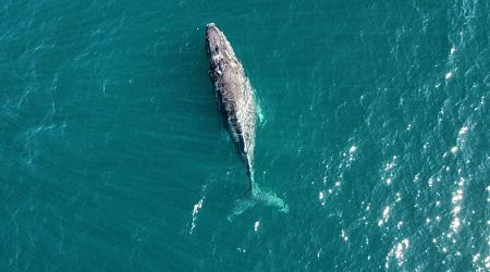 Gray Whales Appear to Be Shrinking
