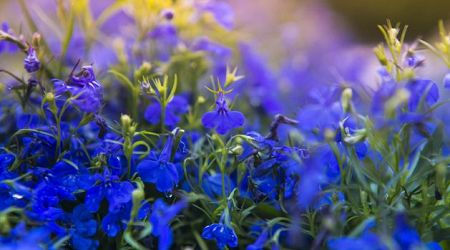 Diarmuid Gavin: Bee-friendly plants for colourful flower beds
