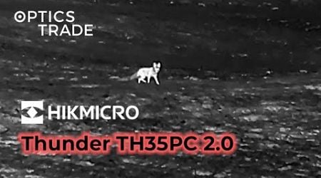 Fox with Hikmicro Thunder TH35PC 2.0 | Optics Trade See Through