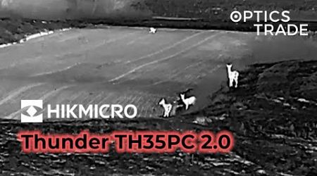 Fox and Deer with Hikmicro Thunder TH35PC 2.0 | Optics Trade See Through