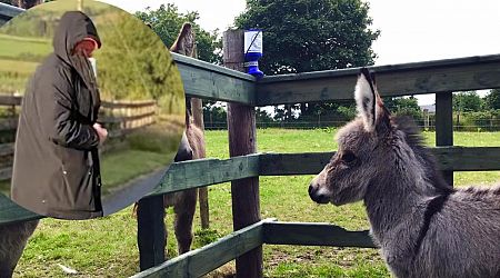 Terrifying: Donegal Donkey Sanctuary owners threatened in attempted robbery
