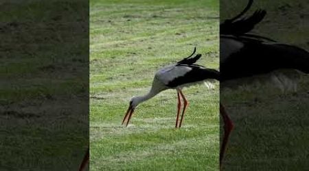 Stork &amp; fish.#stork #fish #bird #birdy #lithuania #summer #wildlifevideos #videography