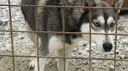Majority of dogs in Finland are yet to be registered